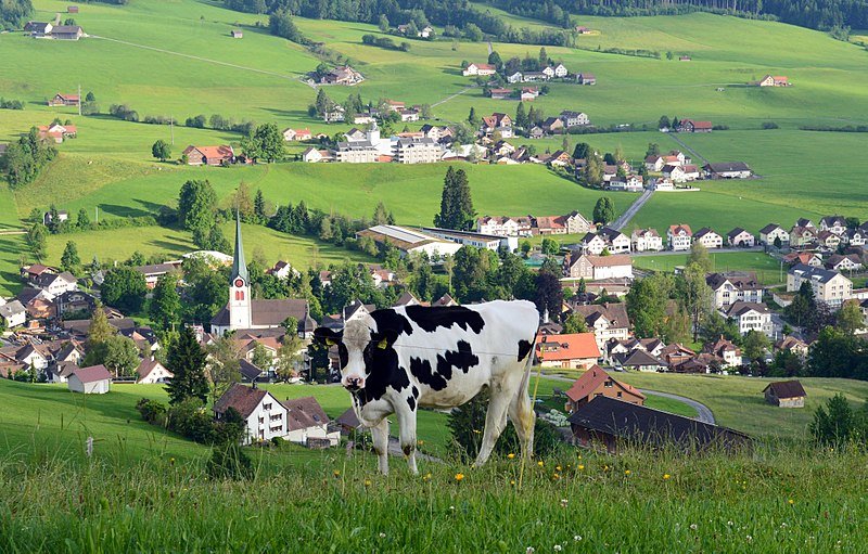 Imagem da cidade de Appenzell durante o dia com uma vaca no centro da imagem no meio de um pasto e ao fundo a cidade. Representa o que fazer na Suíça.