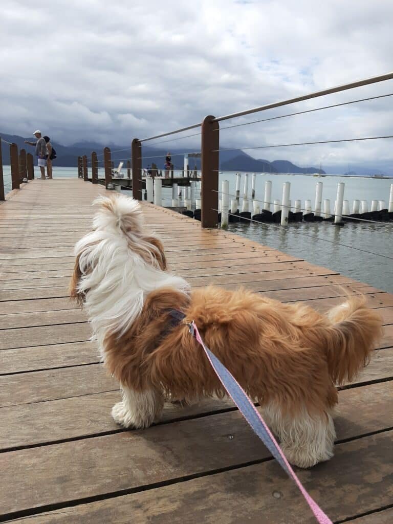 Cachorro da raça Shih-tzu com o nome de Glória em cima do Píer Comodoro Magalhães de madeira em Ubatuba. O céu está nublado e tem algumas pessoas no píer. Imagem ilustrando post Pousadas pet friendly no Litoral Norte de São Paulo. 