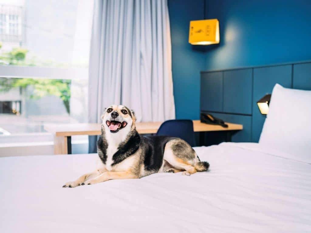 Imagem de um cachorro deitado sobre uma cama box de lençóis brancos no hotel Ibis Styles, em Poços de Caldas.