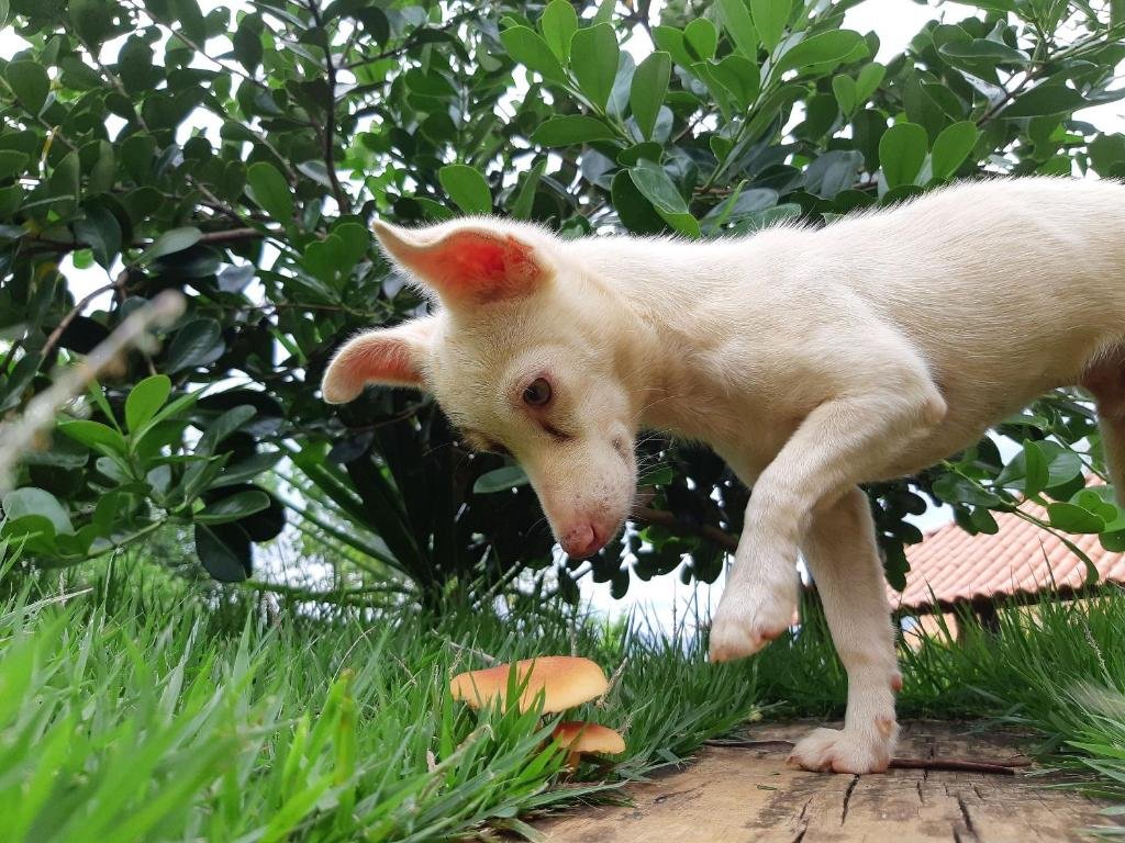 Foto da Pousada Residência Balestra. Na foto, há um cachorro de cor clara com as orelhas rosadas, inclinando-se para cheirar dois cogumelos amarelos no chão. O cachorro está em um jardim com grama verde e folhagens ao fundo. 